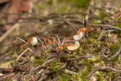 Leptomyrmex pallens