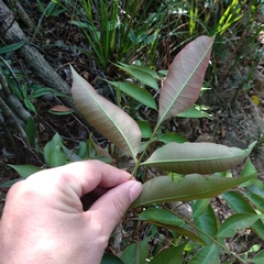 Tetradium glabrifolium