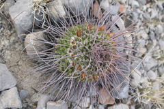 Mammillaria carnea