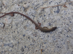 Takydromus viridipunctatus