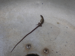 Takydromus viridipunctatus