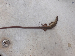 Takydromus viridipunctatus