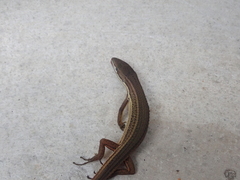 Takydromus viridipunctatus