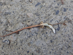 Takydromus viridipunctatus