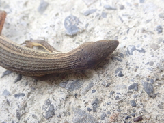 Takydromus viridipunctatus