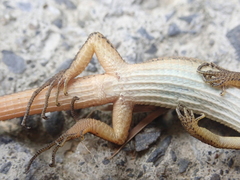 Takydromus viridipunctatus