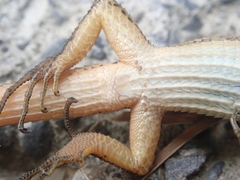 Takydromus viridipunctatus