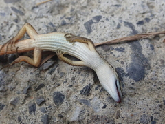 Takydromus viridipunctatus