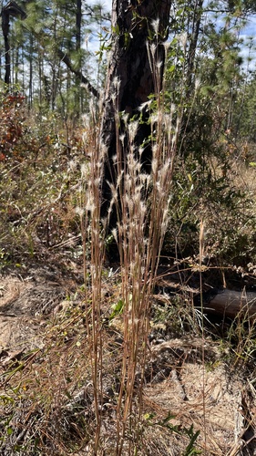 Andropogon ternarius image