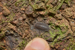 Merulana translucida