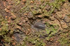 Merulana translucida