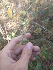 Eupatorium rotundifolium