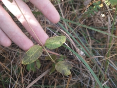 Eupatorium rotundifolium