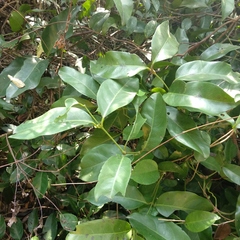 Gnetum luofuense