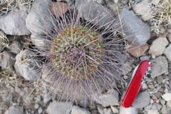 Mammillaria carnea