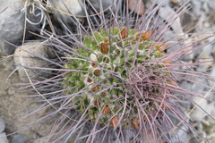 Mammillaria carnea