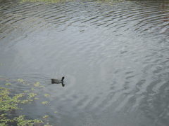 Fulica americana americana