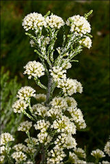 Ozothamnus cupressoides