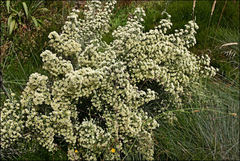 Ozothamnus cupressoides
