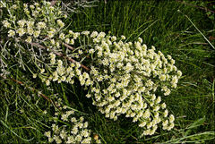 Ozothamnus cupressoides