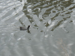 Fulica americana americana