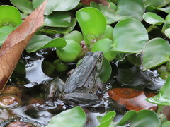 Lithobates vaillanti