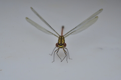 Eoargiolestes ochraceus