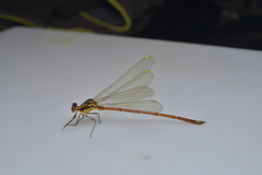 Eoargiolestes ochraceus