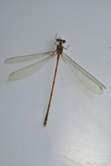 Eoargiolestes ochraceus