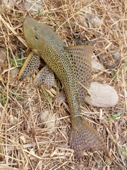 Orinoco Sailfin Catfish photo 2