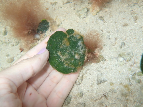 Image of Udotea flabellum by (c) Alison Northup, some rights reserved (CC BY)