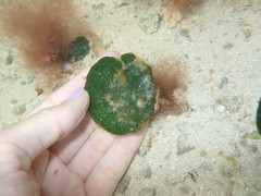 Udotea flabellum
