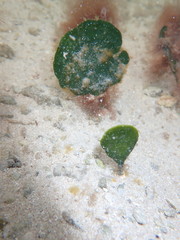 Udotea flabellum
