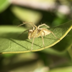 Oxyopes punctatus