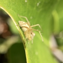 Oxyopes punctatus