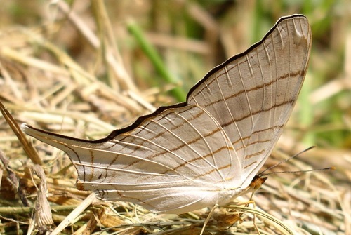 Marpesia livius