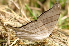 Marpesia livius
