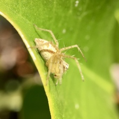 Oxyopes punctatus