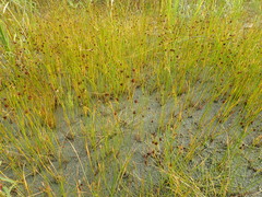 Juncus castaneus leucochlamys
