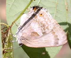 Michaelus thordesa