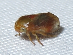 Clastoptera testacea