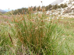 Juncus parryi