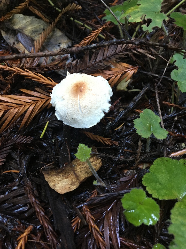 Lepiota castaneidisca from Alpine Rd, La Honda, CA, US on November 20 ...