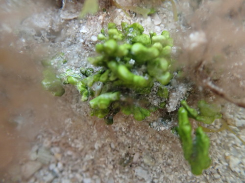 Image of Halimeda incrassata by (c) Alison Northup, some rights reserved (CC BY)