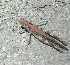 Rhammatocerus viatorius