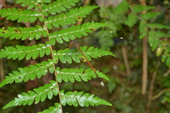 Eoargiolestes ochraceus