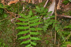 Eoargiolestes ochraceus