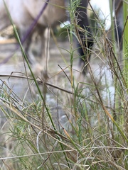 Muhlenbergia utilis