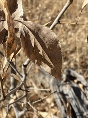 Populus × acuminata