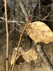 Populus × acuminata